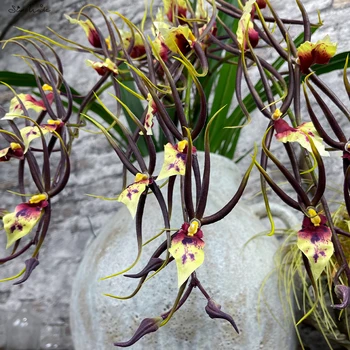 SunMade Örümcek Orkide Şube Mor Çiçekler Ipek yapay çiçek Ev Düğün Dekor Çiçek Düzenleme Flores Artificales